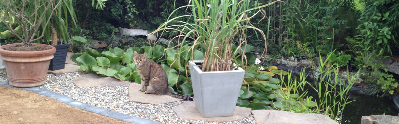 Gestaltung einer Teichanlage