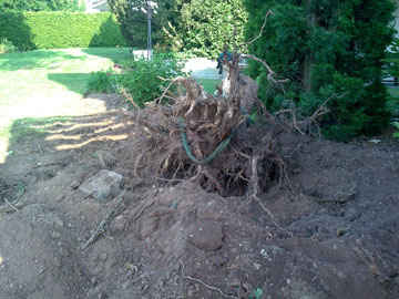 Entfernung einer Wurzel