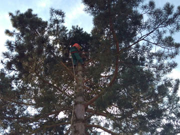 Abtragen einer Baumkrone